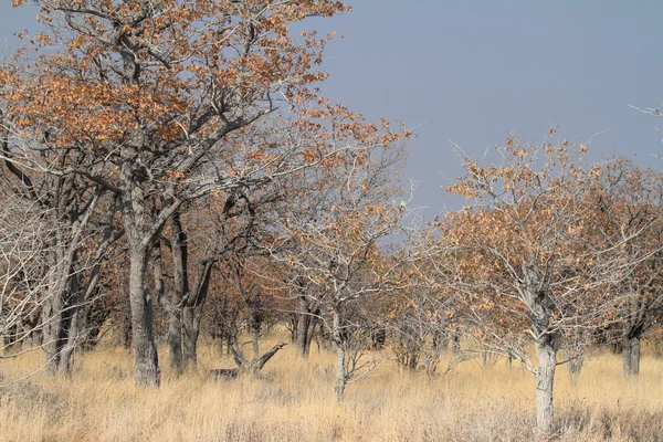 La savana nel Parco Nazionale di Etosha in Namibia — Foto Stock