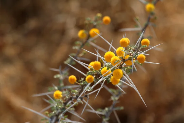 Acacia bloemen van een acacia-boom — Stockfoto