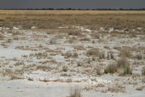 Solné pánve Etosha v Namibii v Africe — Stock fotografie