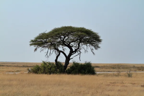 Ombrello Spina Acacia in Africa — Foto Stock