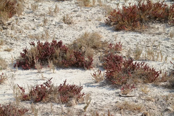 Die etosha salzpfanne in namibia in afrika — Stockfoto