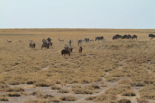 Gnuer i savannen av Etosha Park i Namibia — Stockfoto