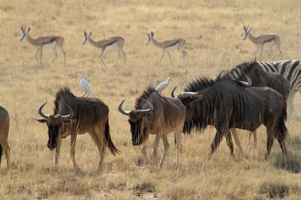 Gnoe in de savanne van het Park Etosha in Namibië — Stockfoto