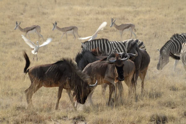 Gnoe in de savanne van het Park Etosha in Namibië — Stockfoto