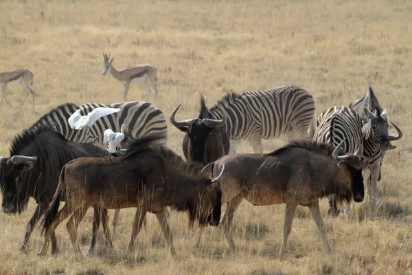 Gnus in der Savanne des Etoscha-Parks in Namibia — Stockfoto