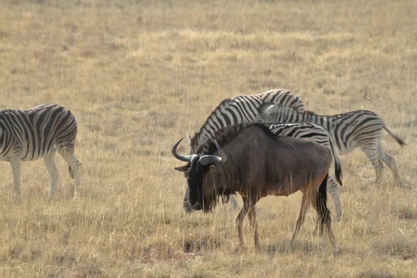 Gnus in der Savanne des Etoscha-Parks in Namibia — Stockfoto