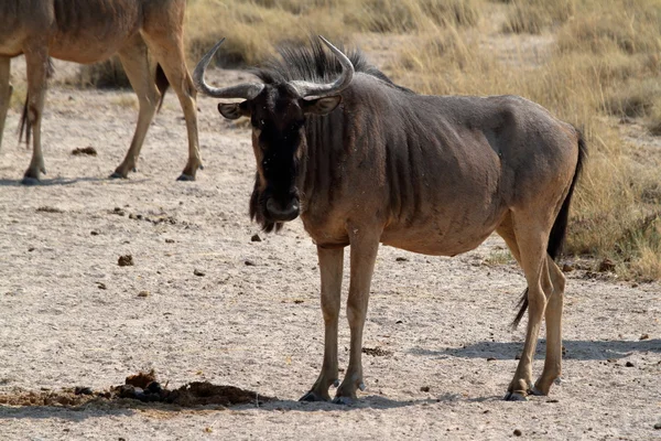 Wildebeest nella savana del Parco Etosha in Namibia — Foto Stock