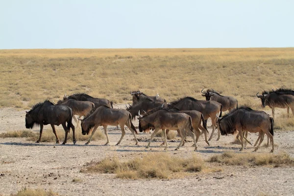 Wildebeest nella savana del Parco Etosha in Namibia — Foto Stock