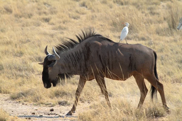 Wildebeest nella savana del Parco Etosha in Namibia — Foto Stock