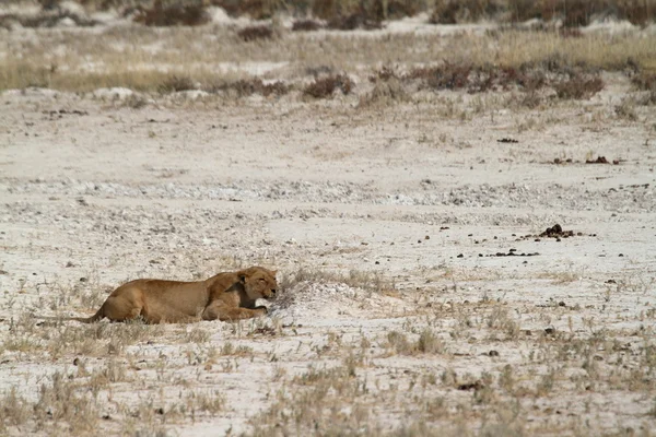 Leões na Vida Selvagem — Fotografia de Stock