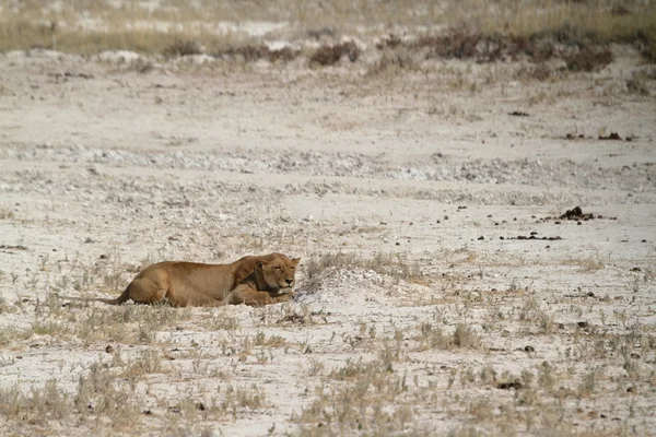 Löwen in der Tierwelt — Stockfoto