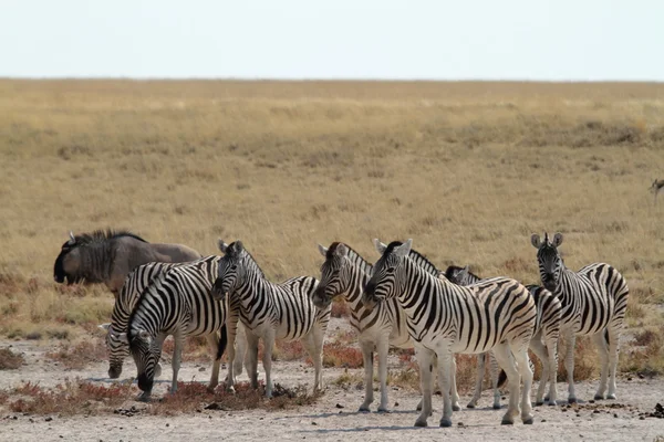 Zebras στο Εθνικό Πάρκο Etosha στη Ναμίμπια — Φωτογραφία Αρχείου