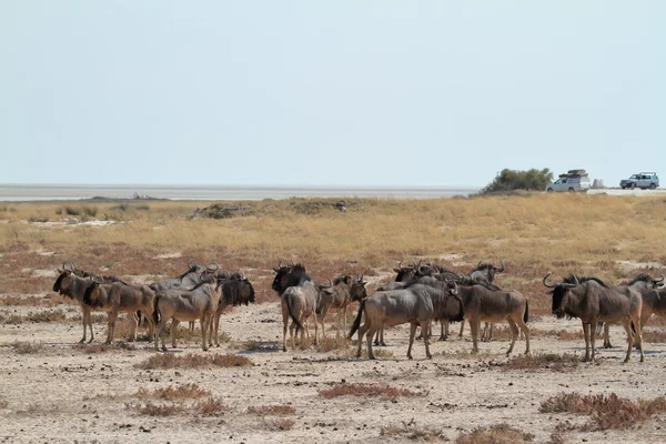 PAKŮŇ v savaně parku Etosha v Namibii — Stock fotografie