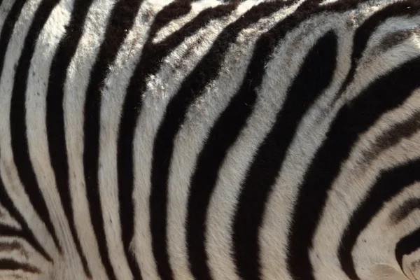 Zebra 's in het Nationaal Park Etosha in Namibië — Stockfoto