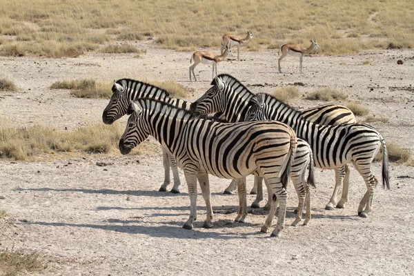 Cebras en el Parque Nacional Etosha en Namibia —  Fotos de Stock