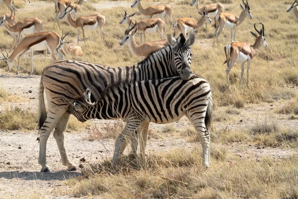 Zebry v národním parku Etosha v Namibii — Stock fotografie