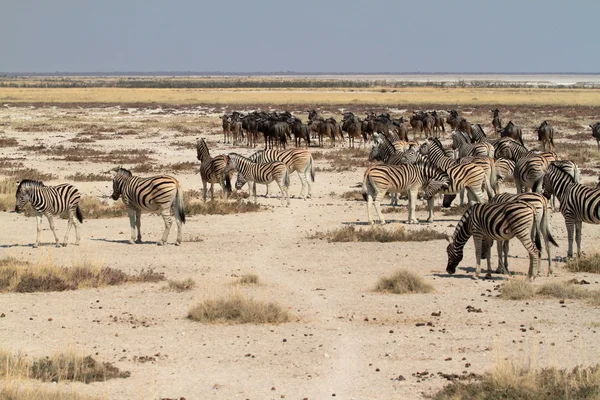Zebry w Parku Narodowym Etosha w Namibii — Zdjęcie stockowe