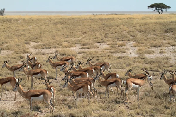 Springboks v parku Etosha v Namibii — Stock fotografie