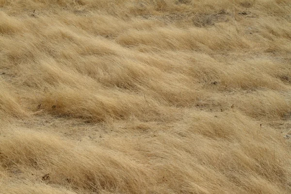 Grassland and savannah in Namibia — Stock Photo, Image