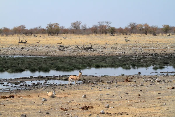 Springboks en Etosha Park en Namibia — Foto de Stock