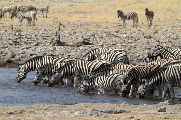 Zebras στο Εθνικό Πάρκο Etosha στη Ναμίμπια — Φωτογραφία Αρχείου