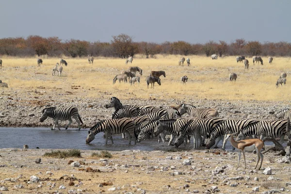 ナミビアのエトーシャ国立公園のゼブラス — ストック写真