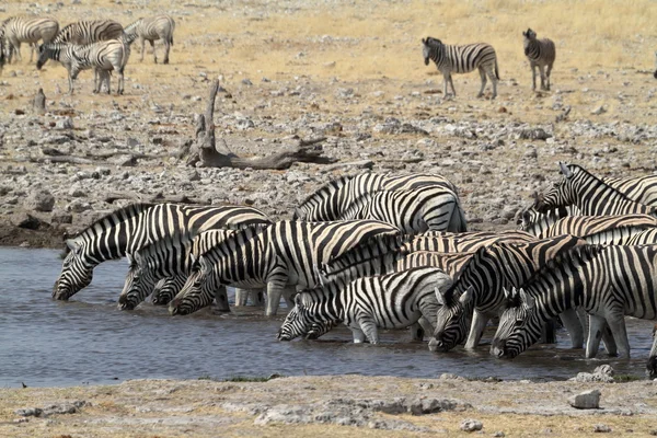 Zebra 's in het Nationaal Park Etosha in Namibië — Stockfoto