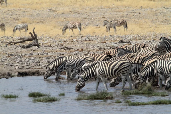 Zebrák az Etosha Nemzeti Parkban Namíbiában — Stock Fotó