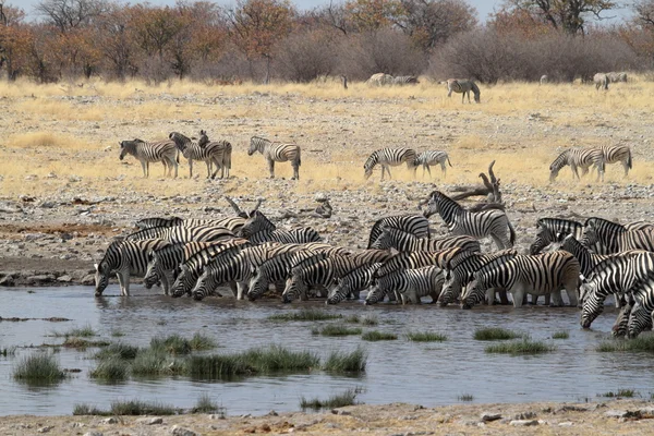 Zebra 's in het Nationaal Park Etosha in Namibië — Stockfoto