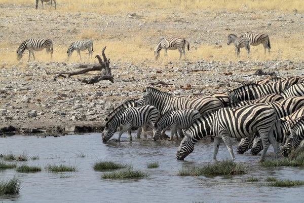 Zebras no Parque Nacional Etosha, na Namíbia — Fotografia de Stock