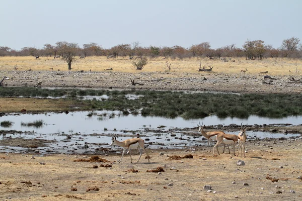 Springboks em Etosha Park, na Namíbia — Fotografia de Stock