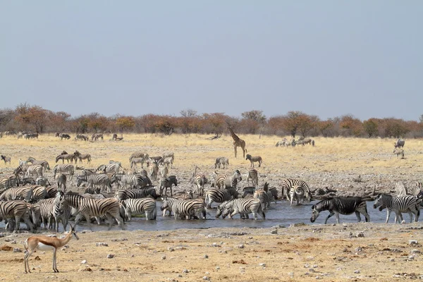 Zebras no Parque Nacional Etosha, na Namíbia — Fotografia de Stock