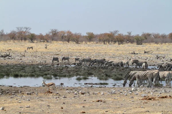 Zebre nel Parco Nazionale di Etosha in Namibia — Foto Stock