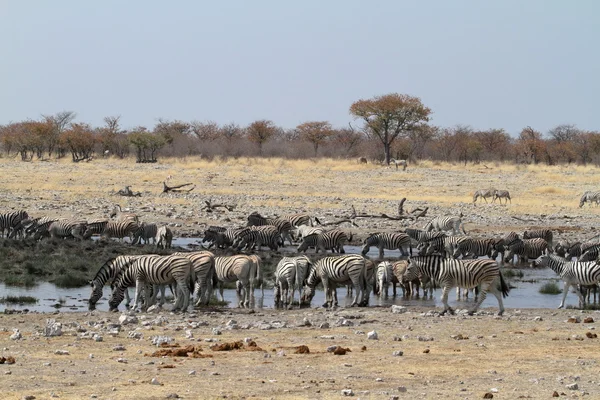 Zebre nel Parco Nazionale di Etosha in Namibia — Foto Stock