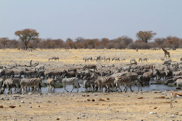 Zebras in the Etosha National Park in Namibia — Stock Photo, Image