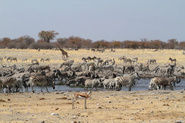 Zebras in the Etosha National Park in Namibia — Stock Photo, Image
