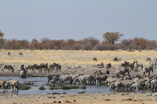 ナミビアのエトーシャ国立公園のゼブラス — ストック写真