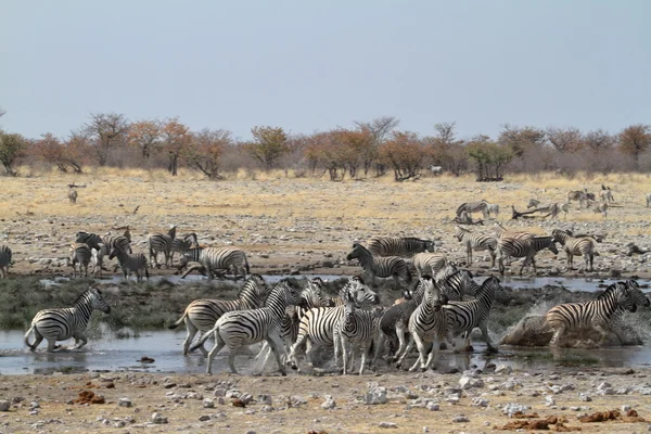 Zebralar Namibya 'daki Etosha Milli Parkı' nda