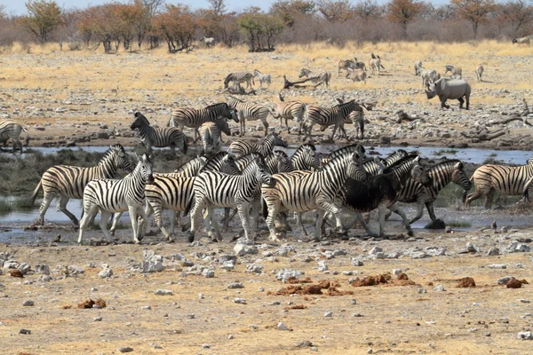 Zebry v národním parku Etosha v Namibii — Stock fotografie