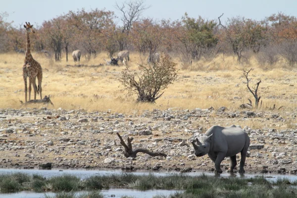 Rinoceronte negro Rinoceronte negro no Parque Etosha, na Namíbia — Fotografia de Stock