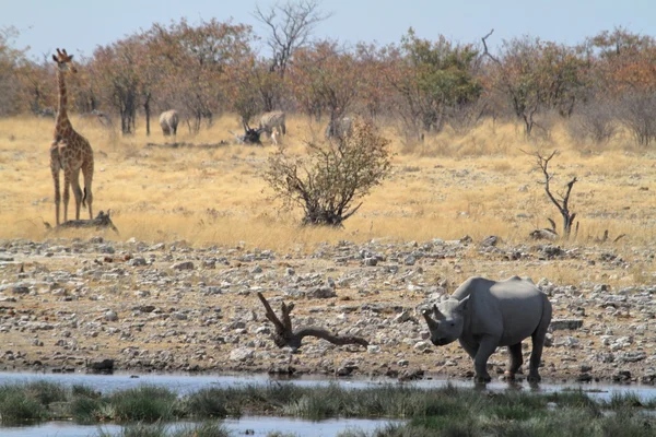 Fekete orrszarvú fekete orrszarvú, Namíbia, Etosha parkban — Stock Fotó