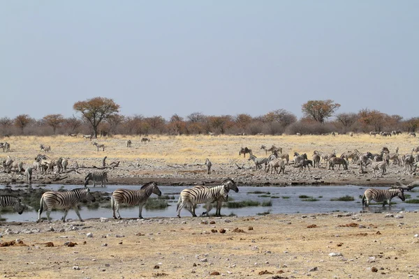 Zebra 's in het Nationaal Park Etosha in Namibië — Stockfoto