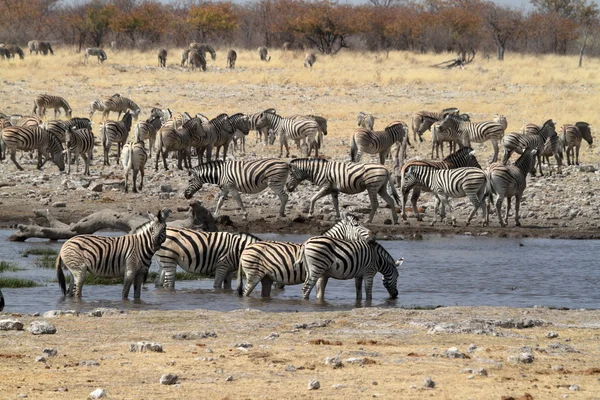 Zebras no Parque Nacional Etosha, na Namíbia — Fotografia de Stock