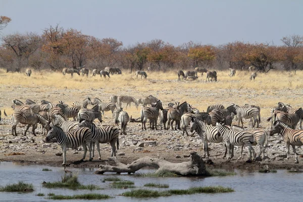 Cebras en el Parque Nacional Etosha en Namibia —  Fotos de Stock