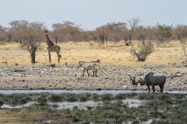 Svart svart noshörning Rhino i Etosha Park i Namibia — Stockfoto