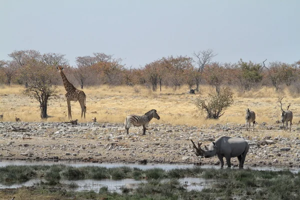 Rhinocéros noir Rhinocéros noir dans le parc Etosha en Namibie — Photo