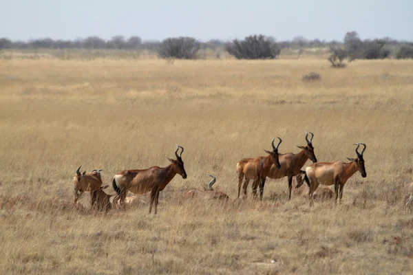 Hartebeest dans le parc national d'Etosha en Namibie — Photo