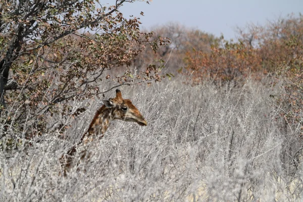 Girafas na savana da Namíbia — Fotografia de Stock