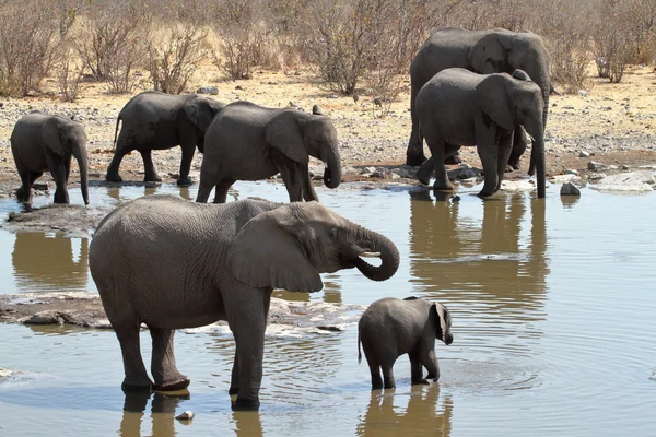 Elefantes en el parque nacional de etosha — Foto de Stock