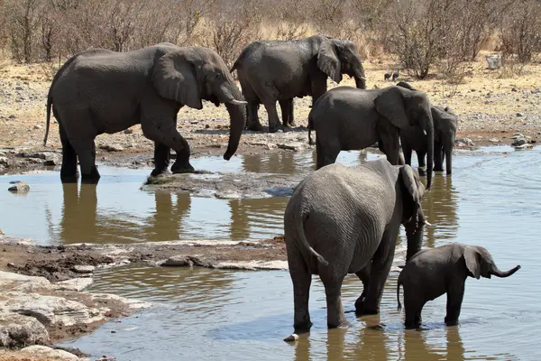 Elefantes en el parque nacional de etosha — Foto de Stock